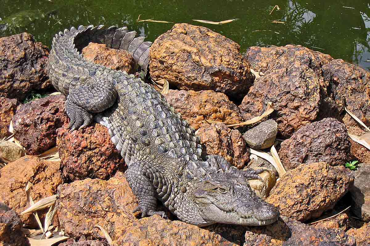 mugger crocodile in Iran