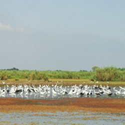 Birdwatching in Anzali Lagoon